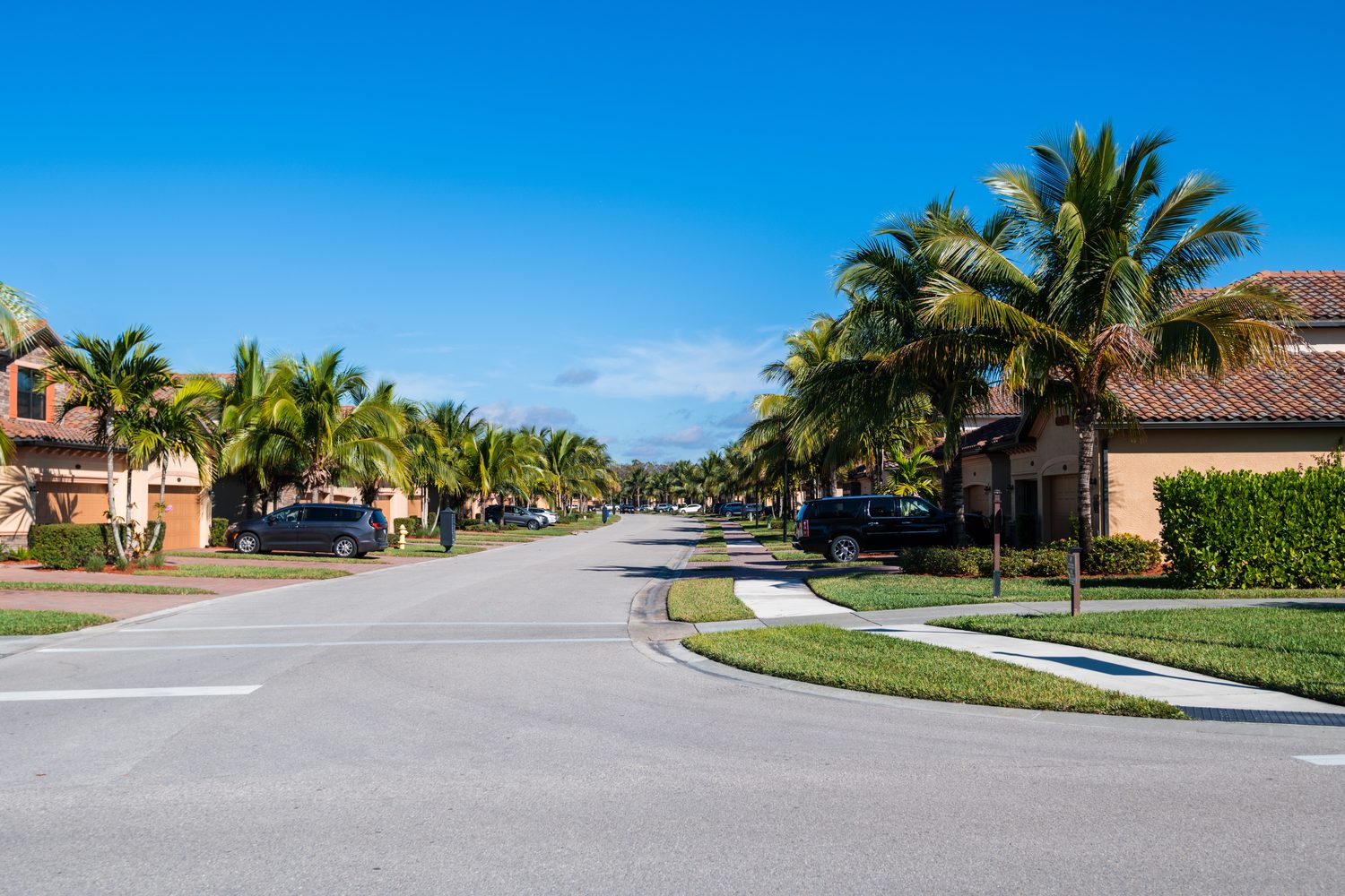 Palm-lined Florida residential street